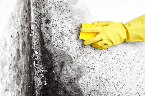 Home Mold Removal in Lynwood, CA