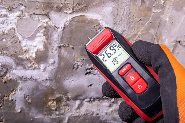 Best Toxic Mold Removal  in Lynwood, CA