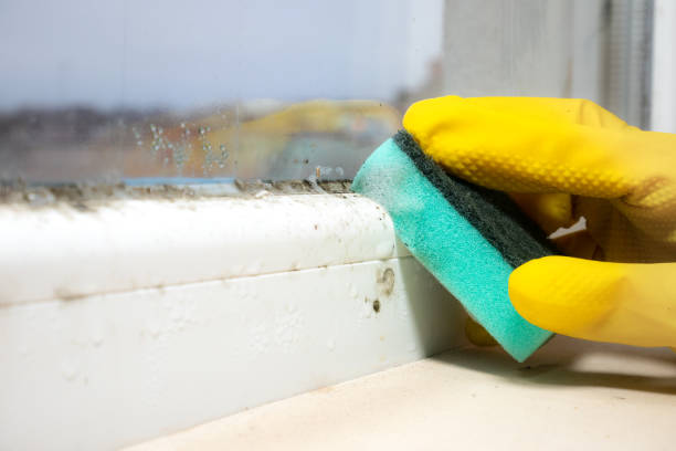 Best Toxic Mold Removal  in Lynwood, CA