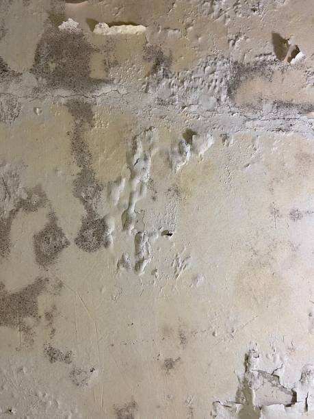 Best Fast Mold Removal  in Lynwood, CA